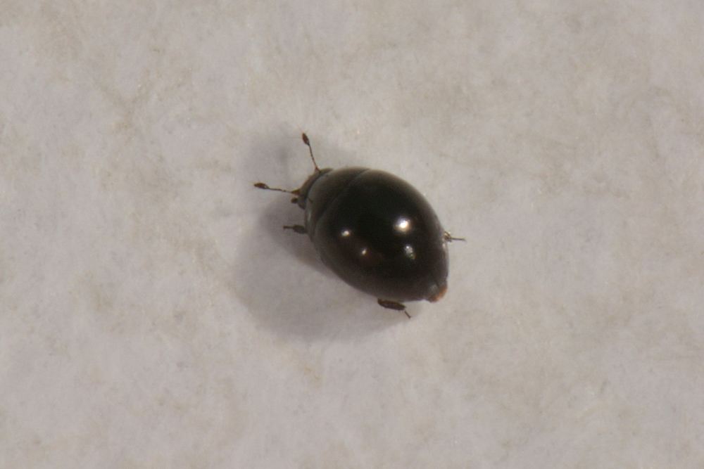 Sphaeriusidae:  Sphaerius acaroides